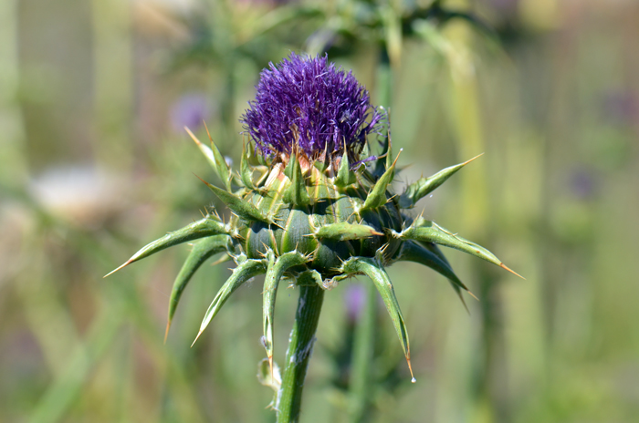Blessed Milkthistle has purple flowers and the floral heads may be reddish-purple or purple. The flowering heads are solitary, and the flowers are large, between 2 and 4 inches (5-12 cm) across. Silybum marianum